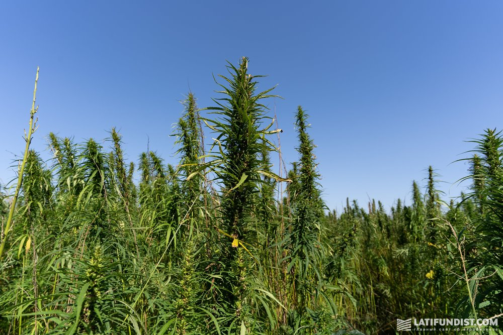 Название поле конопли легализована марихуана в израиле